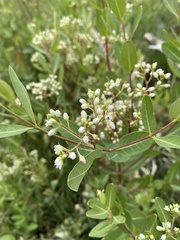 Apocynum × floribundum