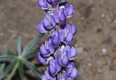 Lupinus argenteus palmeri