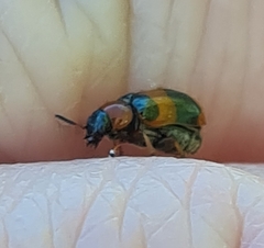 Coptocephala gebleri