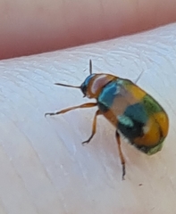 Coptocephala gebleri