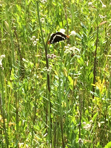 iNaturalist observation photo of Lorquin's Admiral