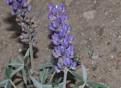 Lupinus argenteus palmeri