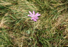 Scorzonera rosea