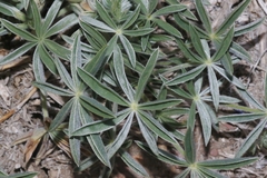 Lupinus argenteus palmeri