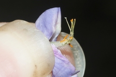 Lupinus argenteus palmeri
