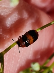 Coptocephala gebleri