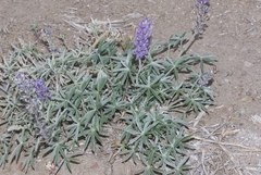 Lupinus argenteus palmeri