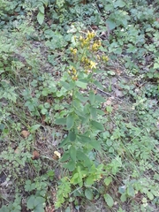 Hypericum hirsutum