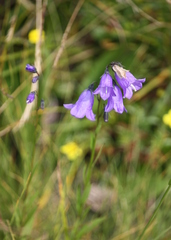 Campanula serrata