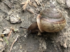 Webbhelix multilineata