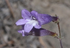 Penstemon scapoides