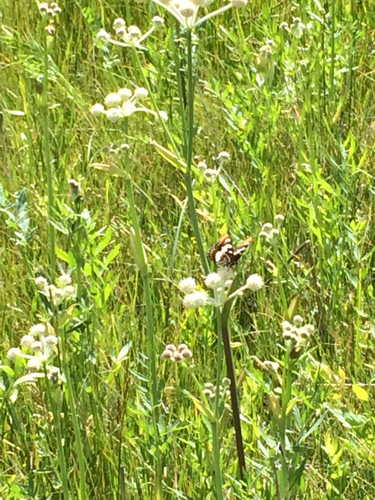 iNaturalist observation photo of Lorquin's Admiral