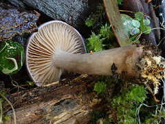 Thaxterogaster submagellanicus