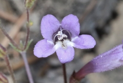 Penstemon scapoides