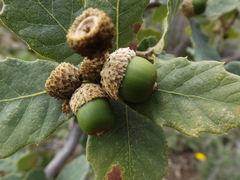 Quercus potosina