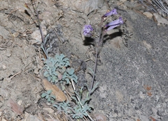 Penstemon scapoides