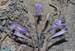 Penstemon scapoides