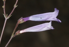 Penstemon scapoides
