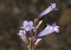 Penstemon scapoides