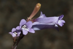 Penstemon scapoides