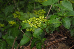 Causonis corniculata