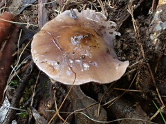 Thaxterogaster submagellanicus