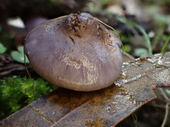 Thaxterogaster submagellanicus