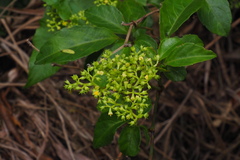 Causonis corniculata