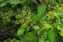 Causonis corniculata