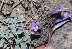 Penstemon scapoides