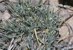 Erigeron argentatus