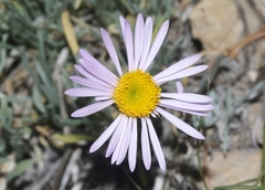 Erigeron argentatus