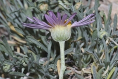 Erigeron argentatus