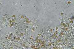 Thaxterogaster submagellanicus