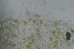 Thaxterogaster submagellanicus