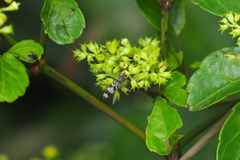 Chlorophorus macaumensis