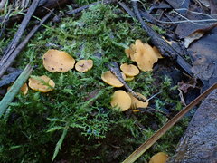 Phaeohelotium baileyanum