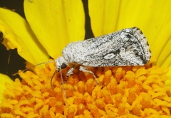 Leucocnemis variabilis