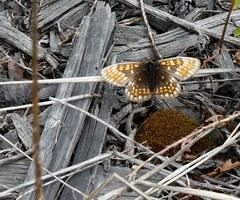 Melitaea menetriesi