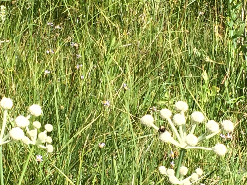 iNaturalist observation photo of Bumble Bees