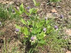 Clematis coactilis