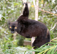 Eulemur macaco