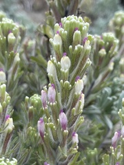 Castilleja ambigua