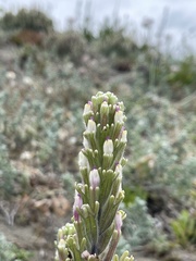 Castilleja ambigua