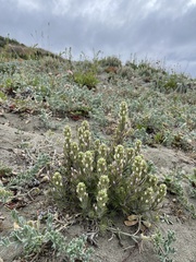 Castilleja ambigua