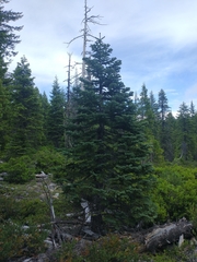 Abies magnifica shastensis