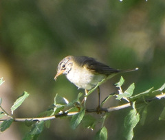 Phylloscopus