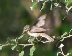 Phylloscopus