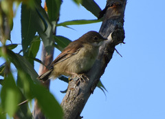 Curruca communis