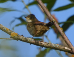 Curruca communis